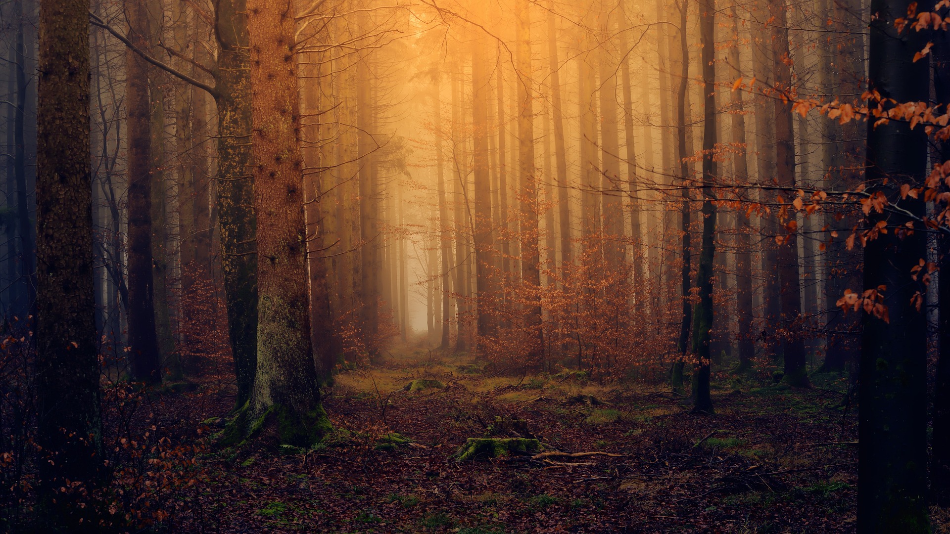 Wald, Laub, Herbst, Sonnenlicht